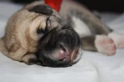 Anatolský pastevecký pes - kangal, pejsci s PP